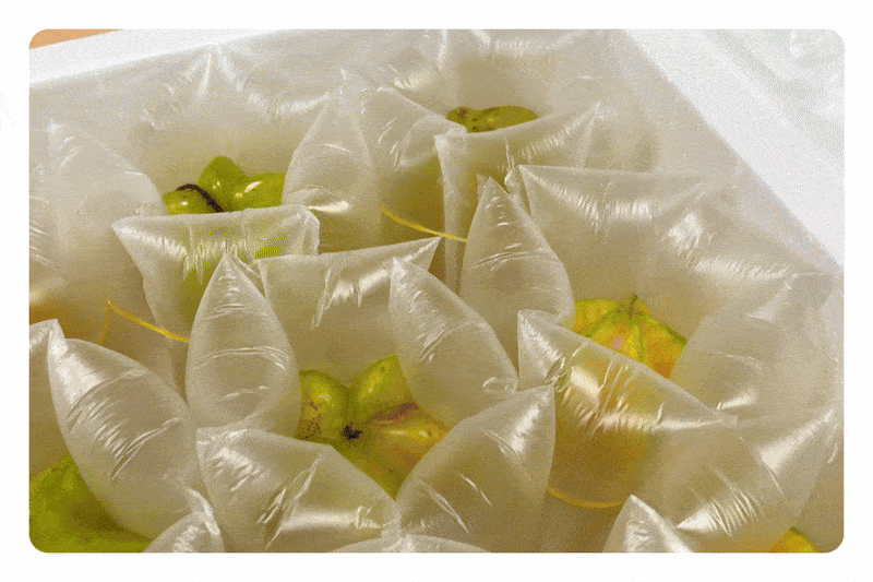 水果如何打包既经济又防磕碰？